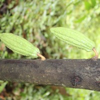 Theobroma cacao L.